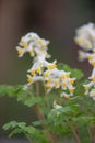 Pale corydalis Pseudofumaria alba, close-up yellow-white inflorescence